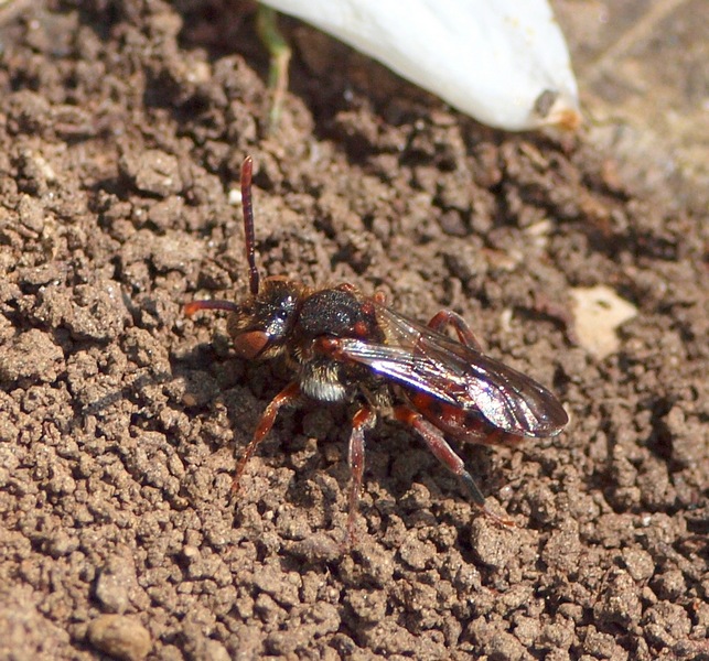 Nomada sp.